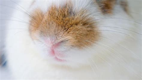 saliva bunny|Excessive Salivating in Rabbits .